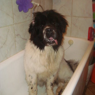 Là où il dort... la baignoire...