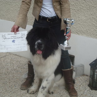 2ème expo : 1er classe puppy et 1er au BIS !