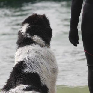 1er degré du Brevet sportif international