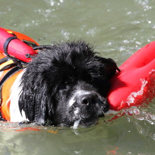 Rapport de la bouée