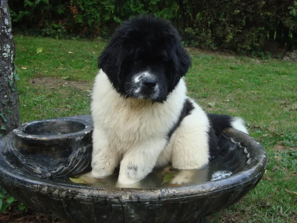 Toujours dans l'eau...