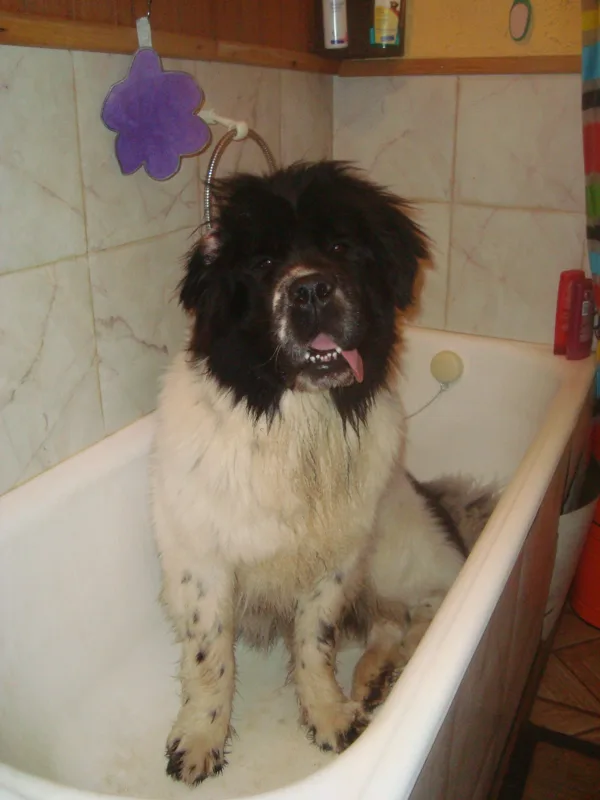Là où il dort... la baignoire...