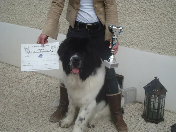 2ème expo : 1er classe puppy et 1er au BIS !