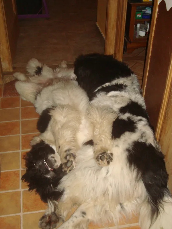 Sieste avec Muffin